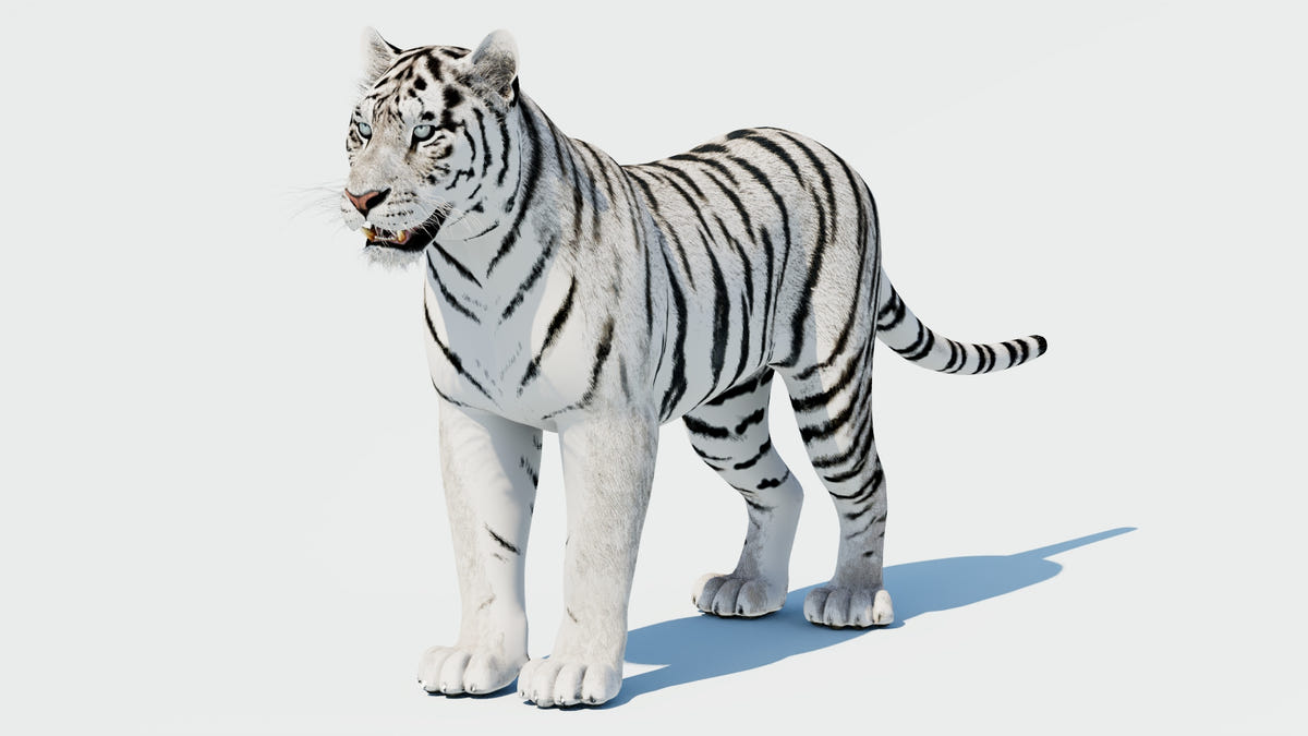 Siberian White Tiger 3D Model - Game-Ready