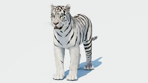 Siberian White Tiger 3D Model Thumbnail