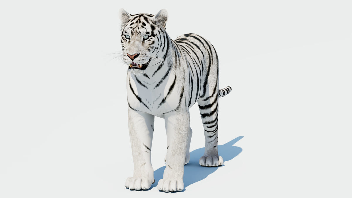 Siberian White Tiger 3D Model - Game-Ready