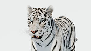 Siberian White Tiger 3D Model Thumbnail