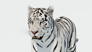 Siberian White Tiger 3D Model - Game-Ready Thumbnail