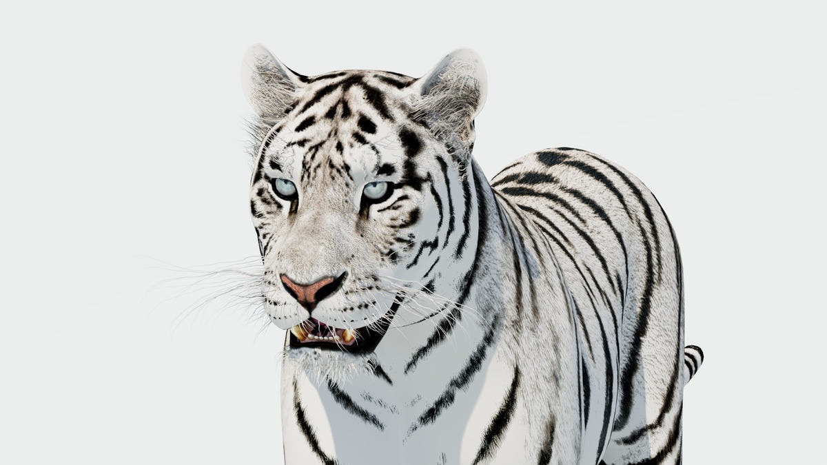 Siberian White Tiger 3D Model - Game-Ready