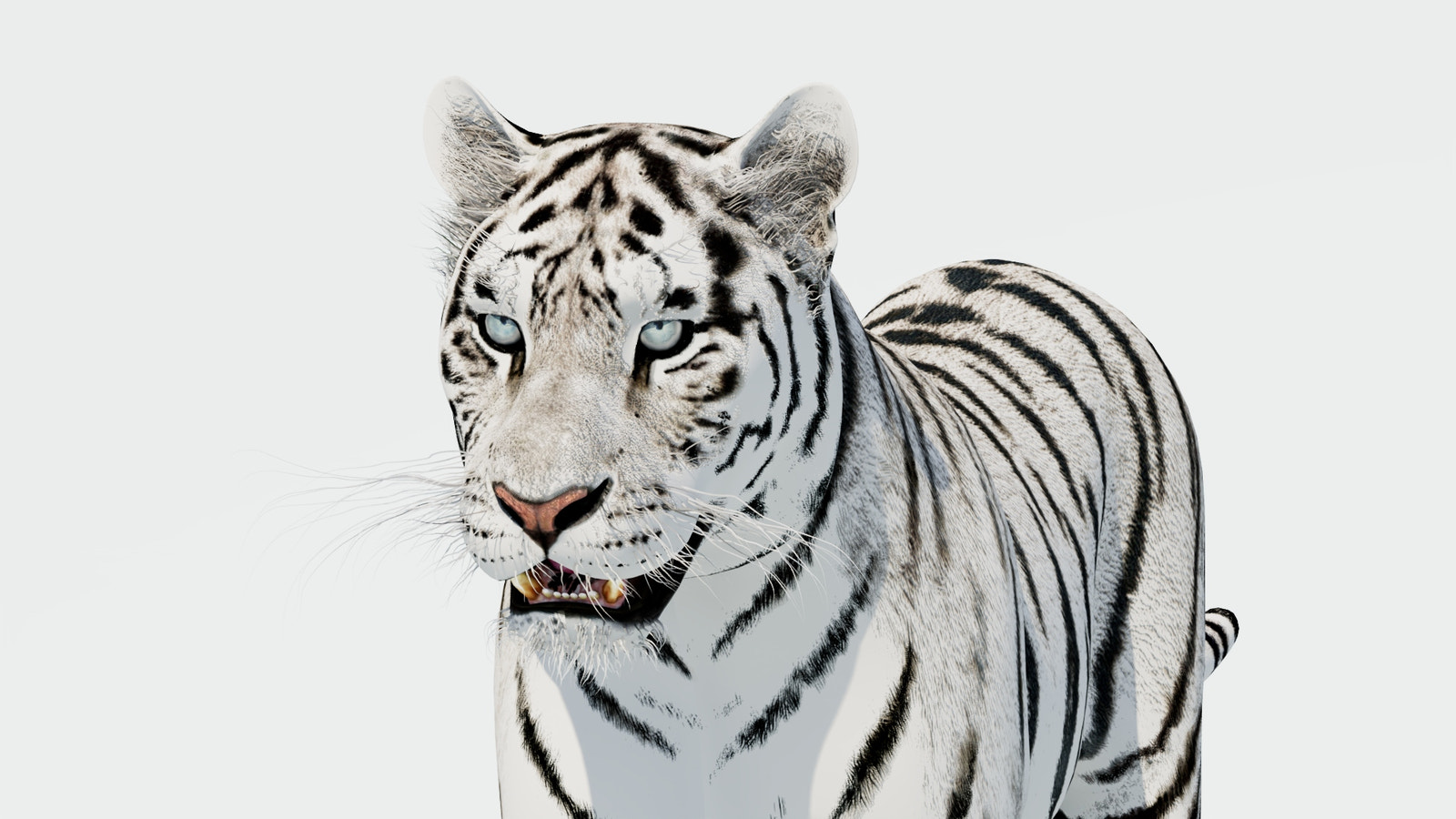 Siberian White Tiger 3D Model