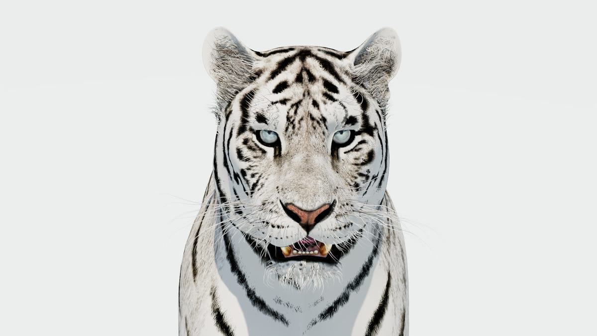 Siberian White Tiger 3D Model - Game-Ready