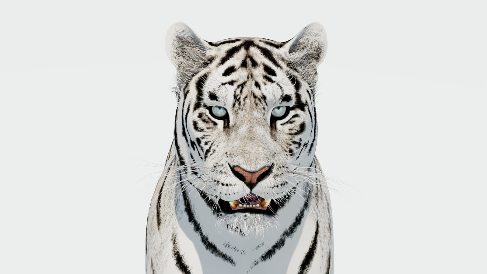 Siberian White Tiger 3D Model