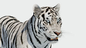 Siberian White Tiger 3D Model Thumbnail