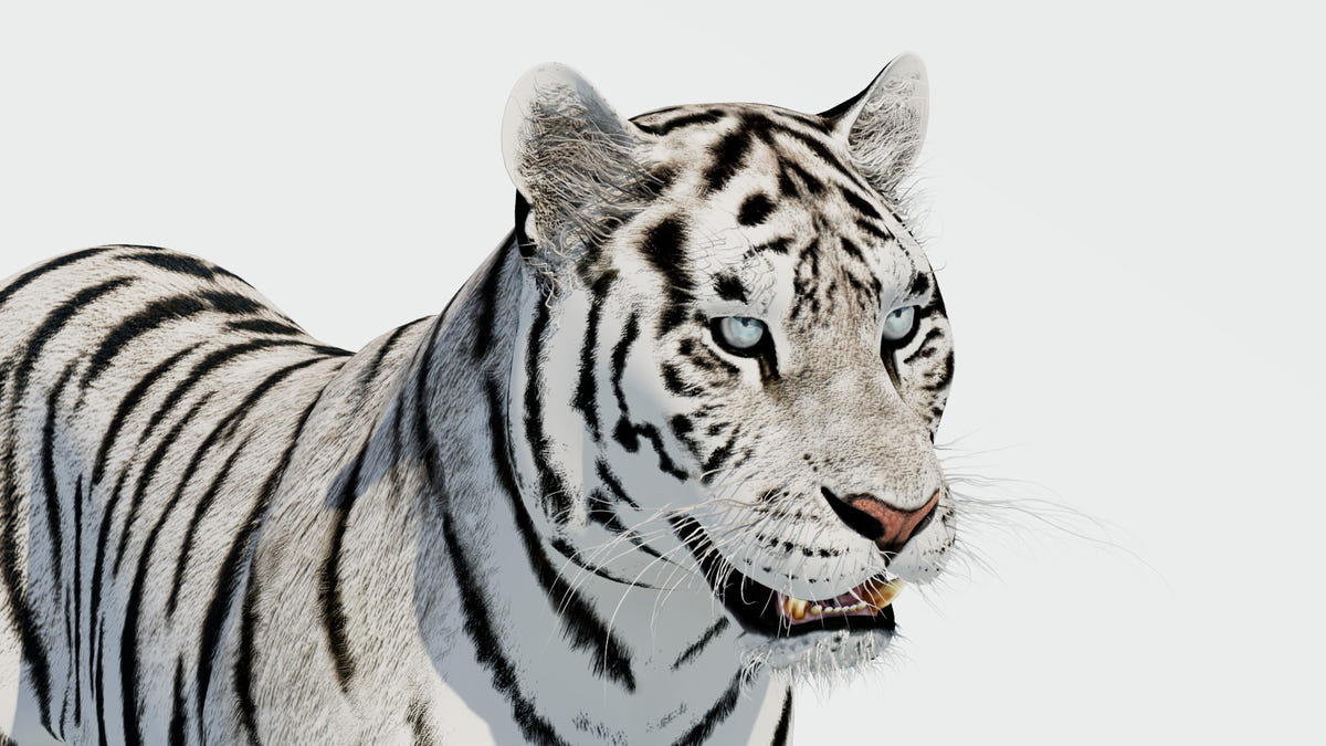 Siberian White Tiger 3D Model - Game-Ready