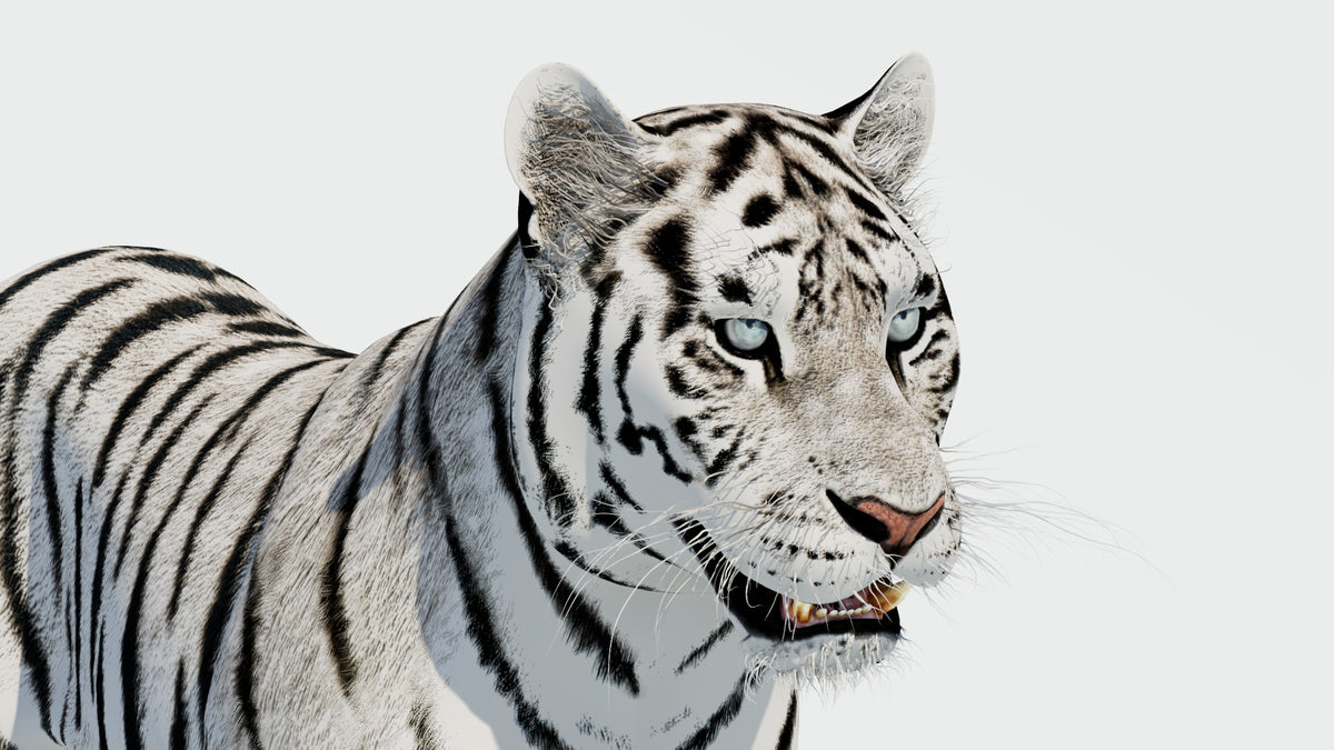 Siberian White Tiger 3D Model - Game-Ready