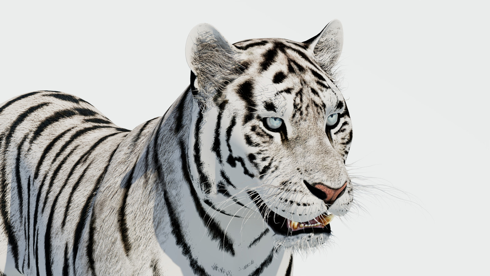 Siberian White Tiger 3D Model