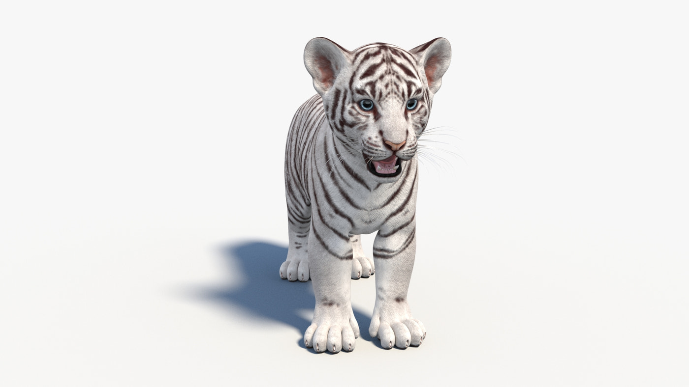Rigged White Baby Tiger 3D Model - 360 Degree View
