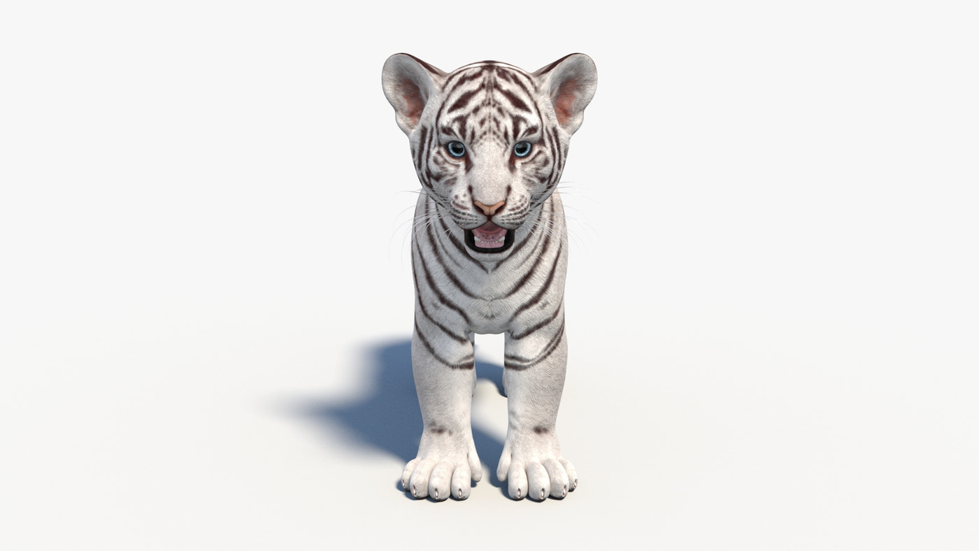 Rigged White Baby Tiger 3D Model - 360 Degree View