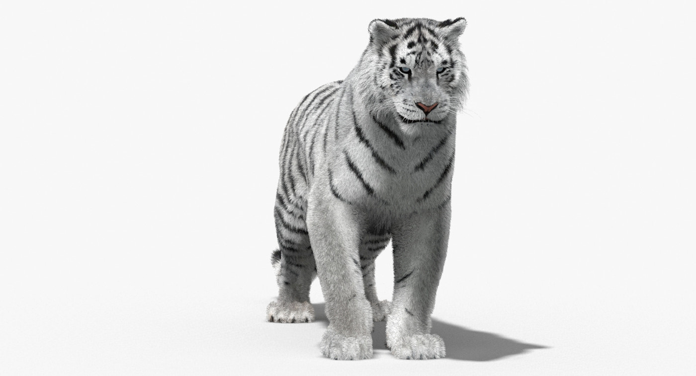 Rigged Siberian White Tiger 3D Model - 360 Degree View