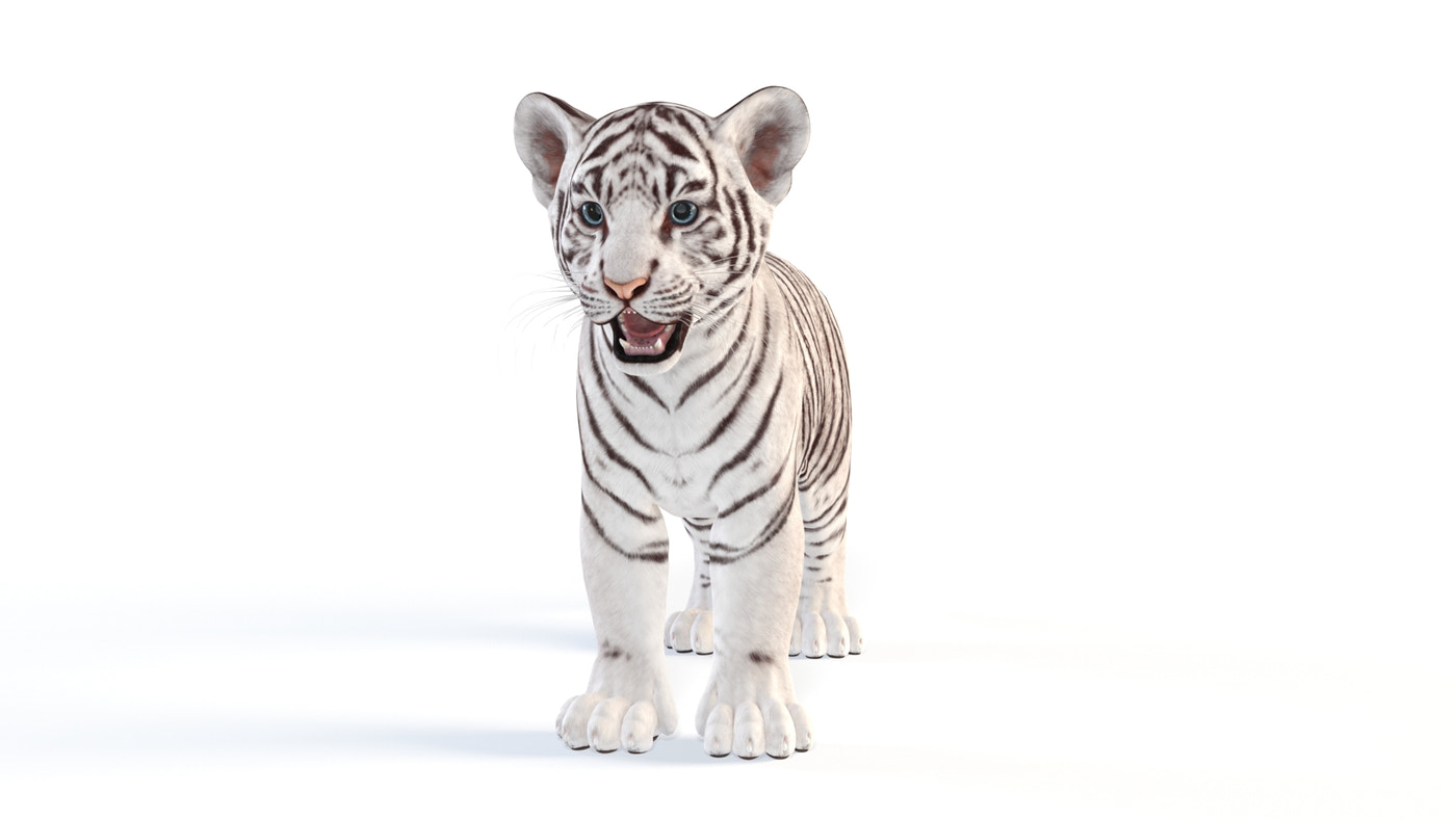 White Tiger Cub 3D Model - 360 Degree View
