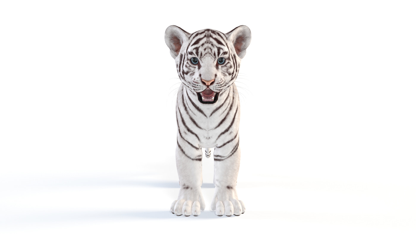 White Tiger Cub 3D Model - Game Ready - 360 Degree View