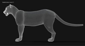 Snow Leopard 3D Model Wireframe view Subdivision Level 1 Thumbnail