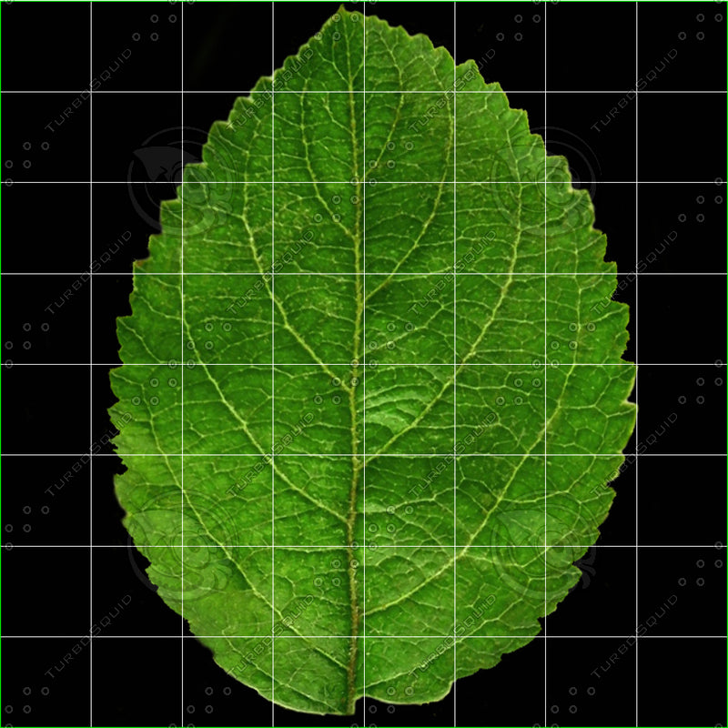 Yellow Apple 3D Model