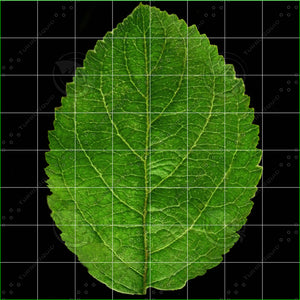 Yellow Apple 3D Model Thumbnail