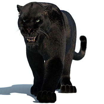 Panther 3D Models