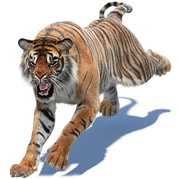 tiger 3d models
